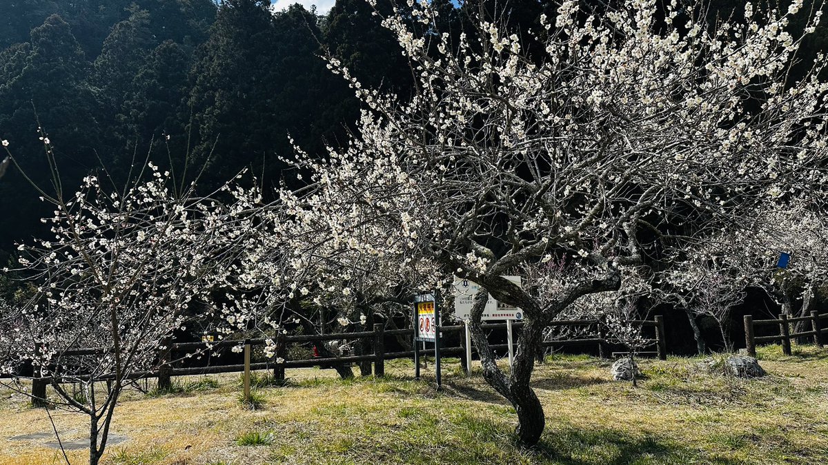 諏訪梅林に来てみた