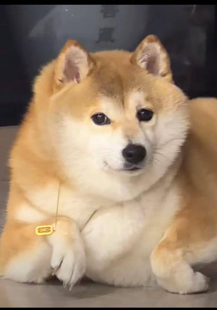 BAKA 🐕 | Doge Reincarnation (@bakatoken) / Posts / X
