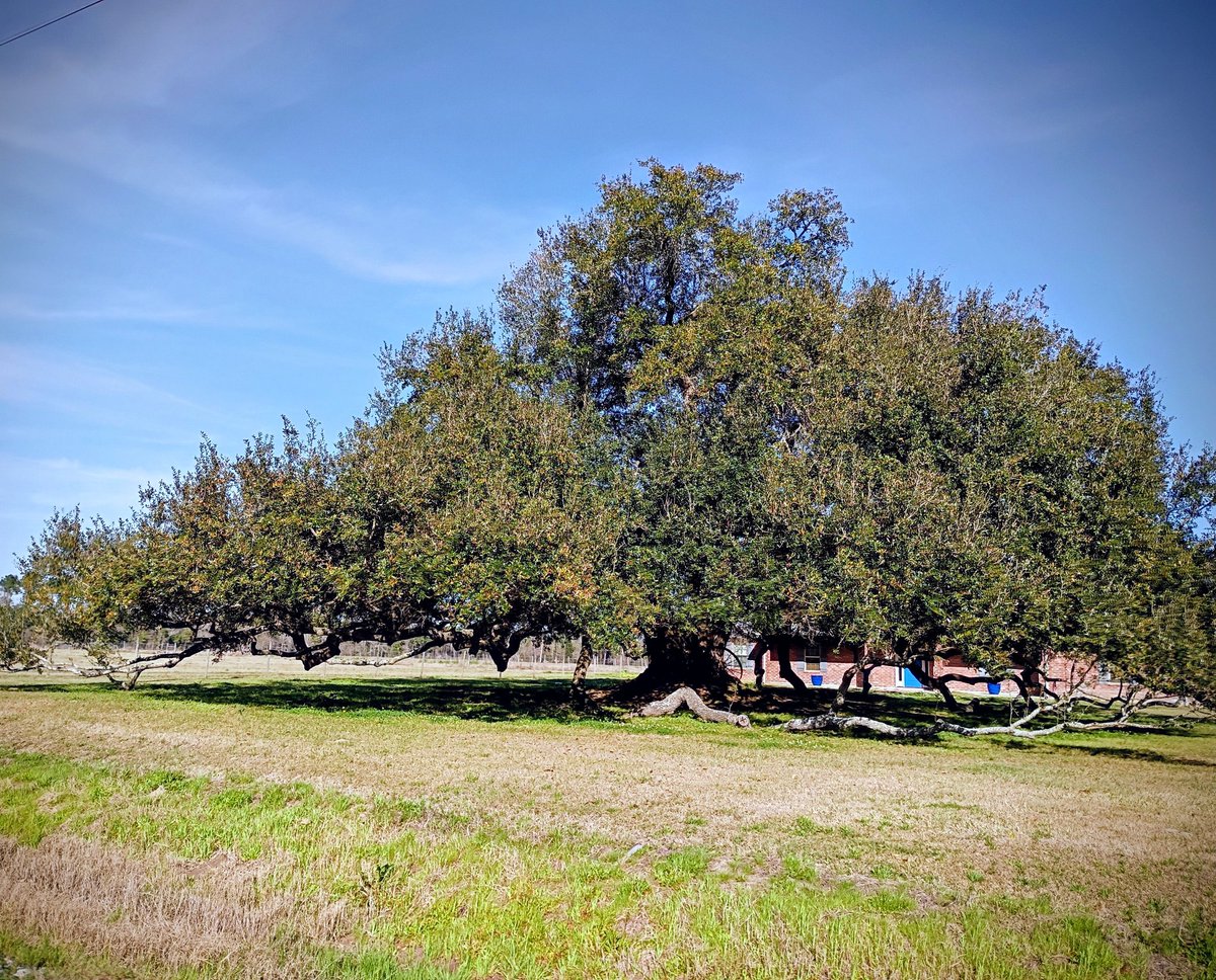 Chickenmamatx's tweet photo. Louisiana Live Oak
Look at the sprawl of that tree. I could barely fit it in the camera frame. Actually a bit is cut off. This tree is probably four to five hundred years old. It's at least 150 across. π²
#Louisiana
#southwesternlouisiana
#liveoaktree https://t.co/Z4o1zz3353