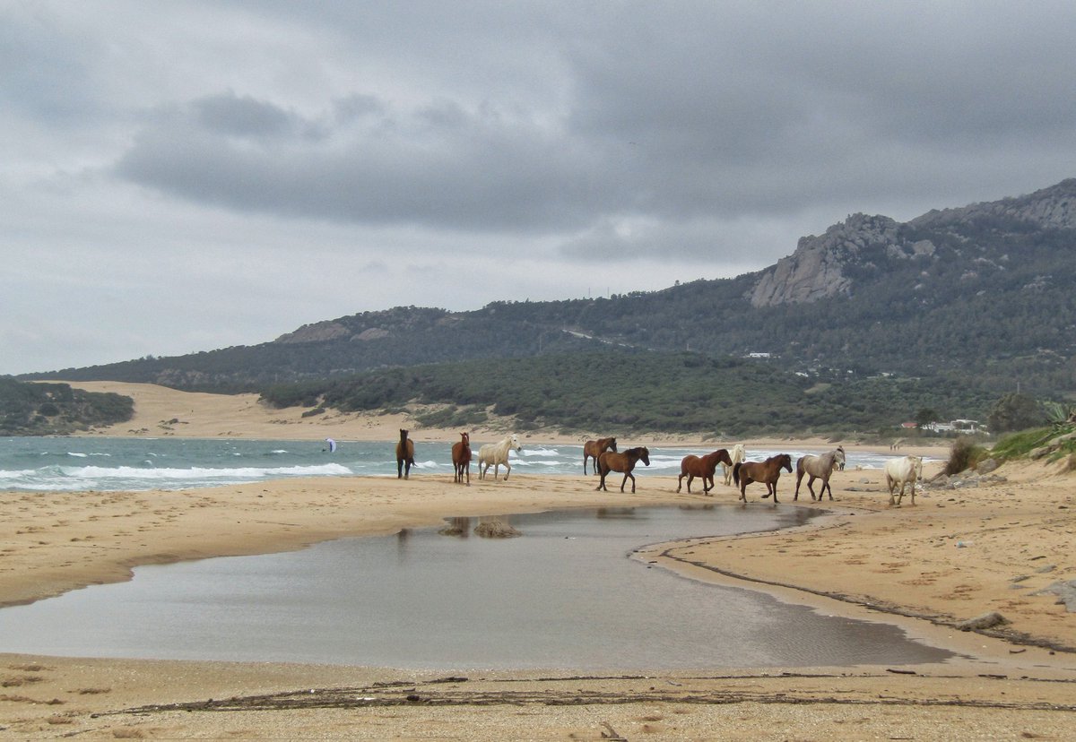 ManuelRevilla57's tweet photo. Hoy, la playa de Bolonia ...
#Tarifa #Cadiz https://t.co/FqRorVPxTE