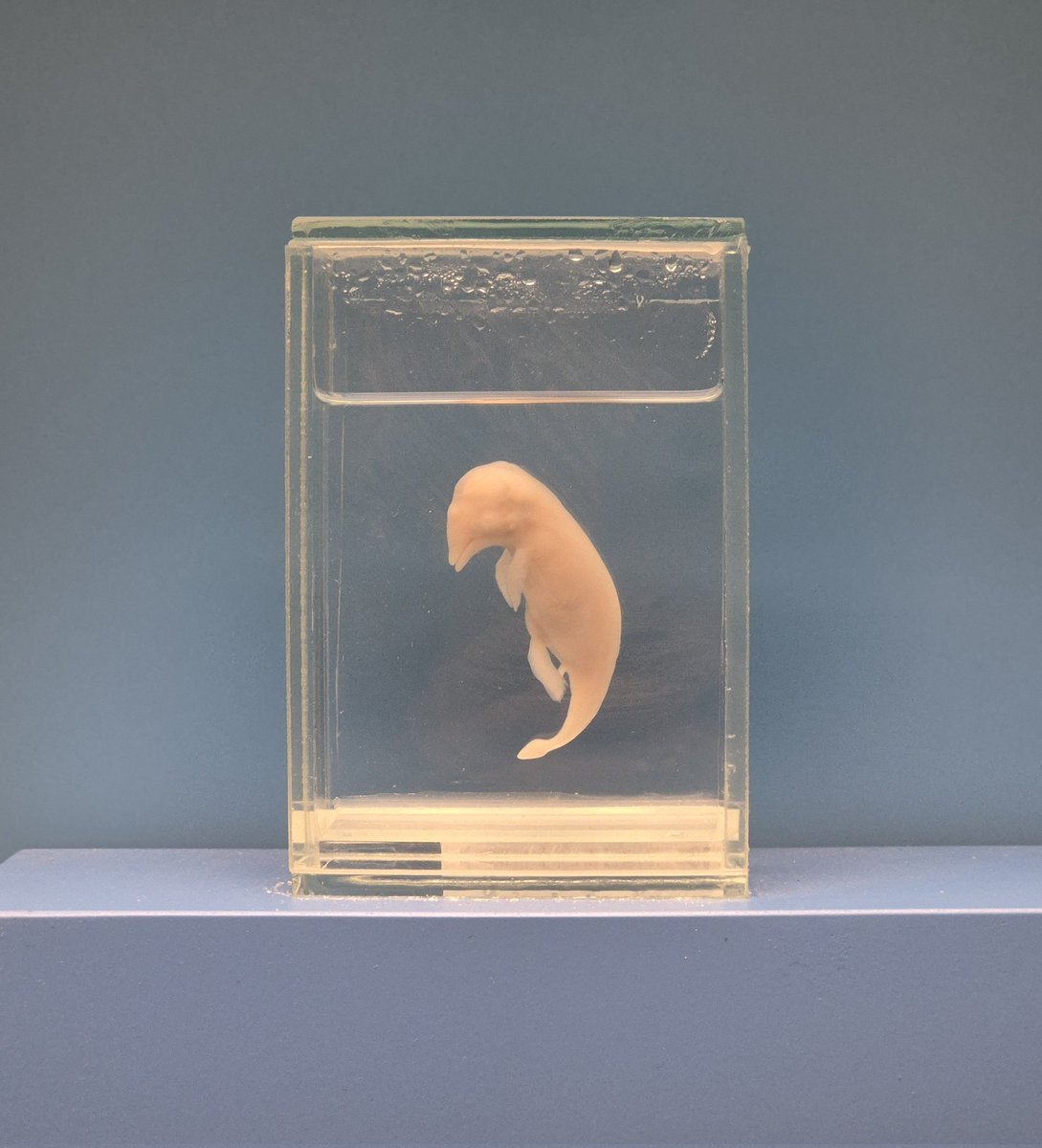 Vanillabeanz🎀🌱✨️ | 1# Daddy tweet media