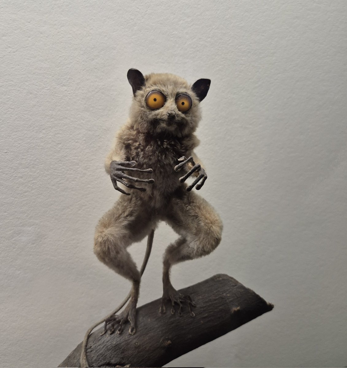 Vanillabeanz🎀🌱✨️ | 1# Daddy tweet media