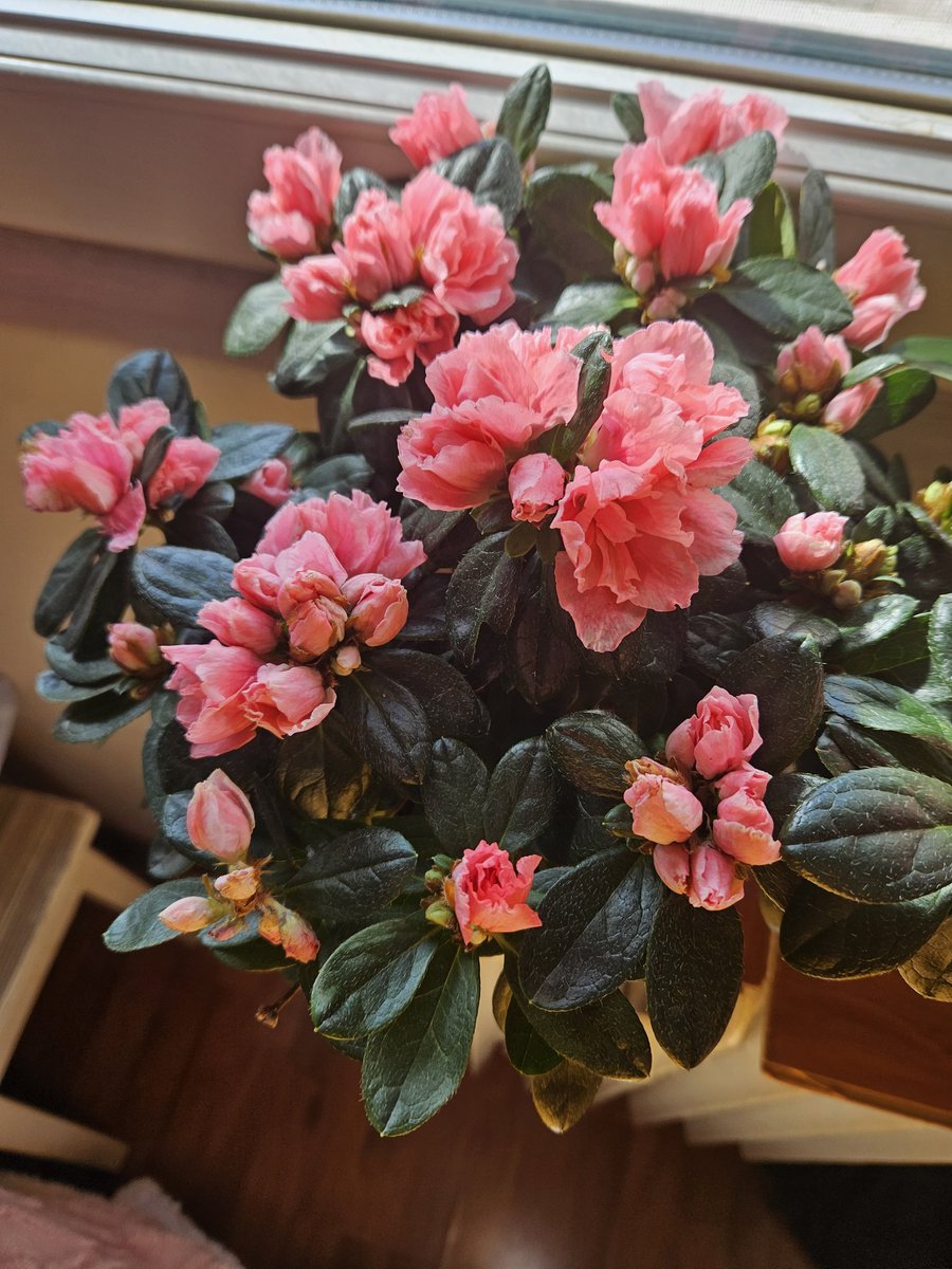 LoveSiri tweet media