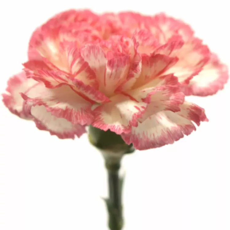 Shoutout vsem zenam k MDz a posilam e-karafiat
porad ztelesnujete revolucni odolnost a svobodu

at kazda z vas svrhne aspon jednoho autoritare