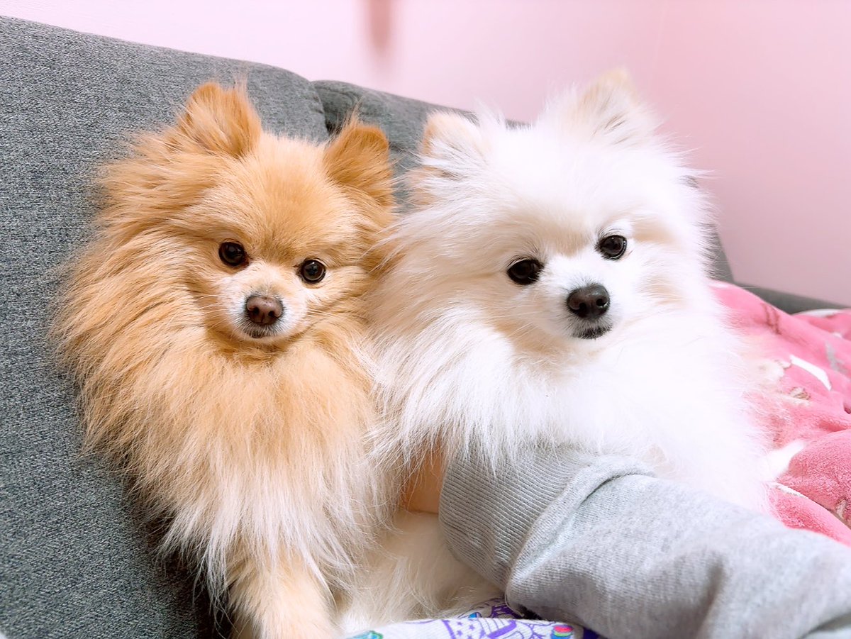 あぐ(8)うに(3)🐾🐾 tweet media