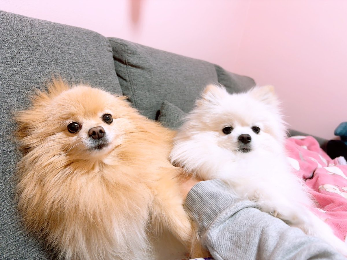 あぐ(8)うに(3)🐾🐾 tweet media