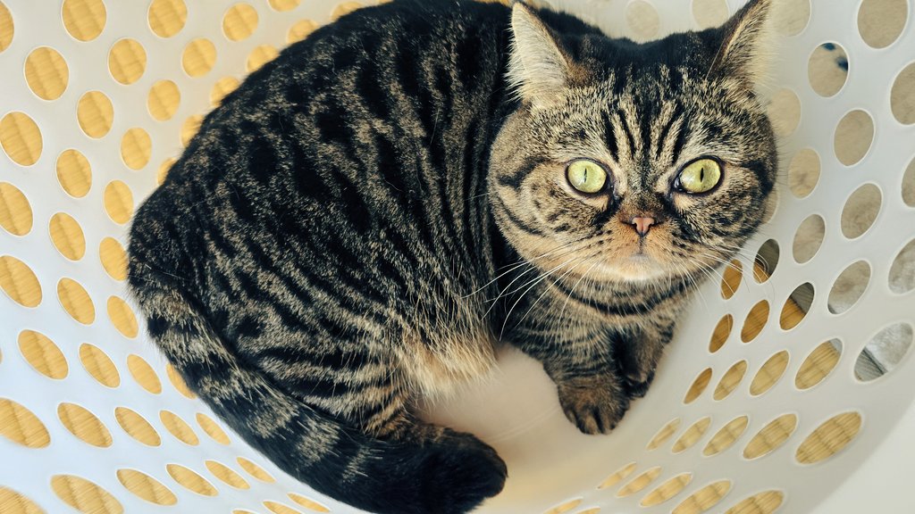 おはねこ

洗濯籠があれば入るのが猫の仕事です