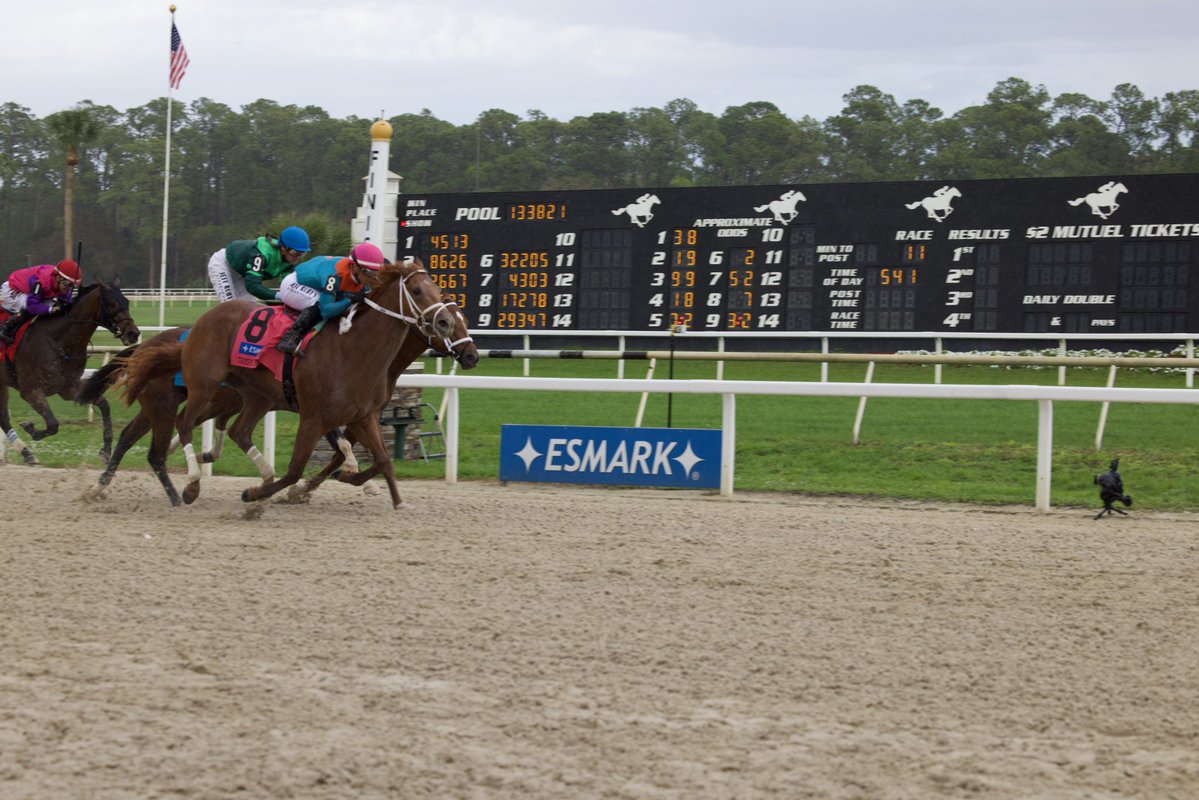 Tampa Bay Downs Official Account tweet media
