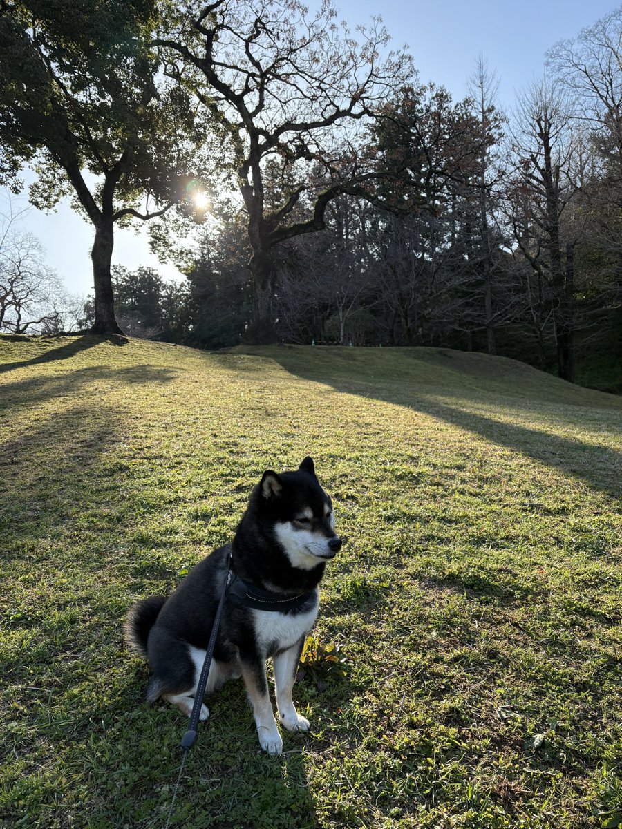 おはよー。

#柴犬　#黒柴