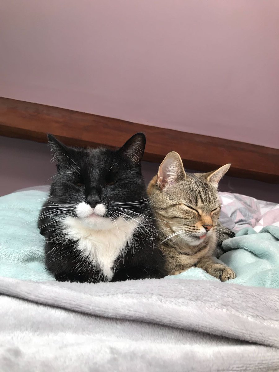 Steve Hill tweet media