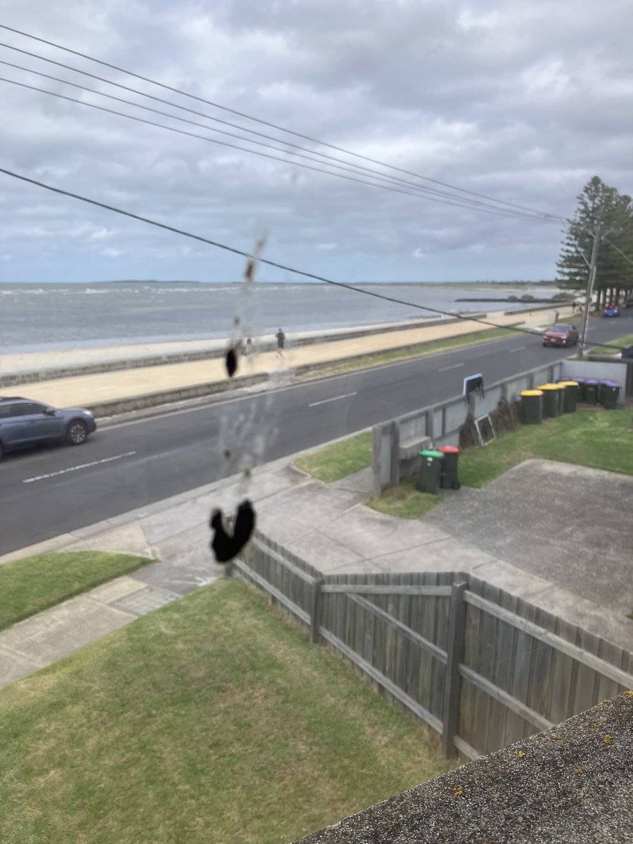Timbo_73's tweet photo. @RichardLStubbs staying at a friends and picturing tbe bird that did this flying in at attack angle !! https://t.co/cHhC4iMa9x