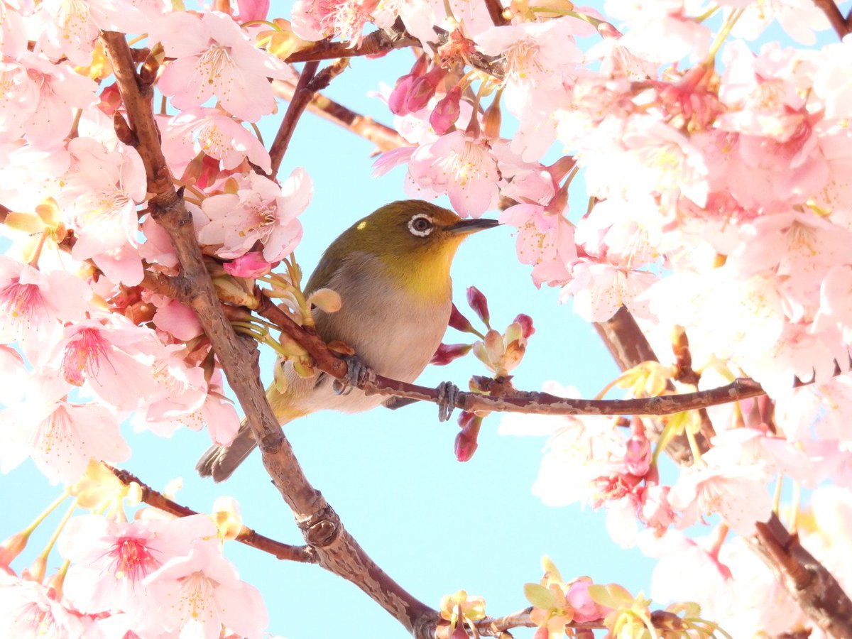 「カメラ持ってきてよかったあああ #バードウォッチング」|Gatorayのイラスト