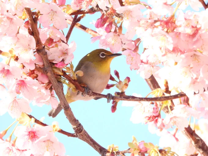 カメラ持ってきてよかったあああ #バードウォッチング