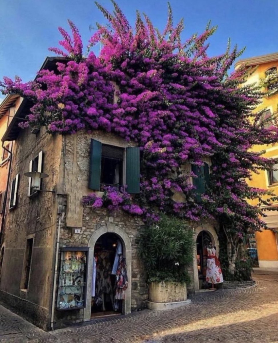 sciencegirl's tweet photo. In the village of Sirmione on lake Garda, Italy, there is a cafe covered in bougainvillea https://t.co/t3zzsRSLQj