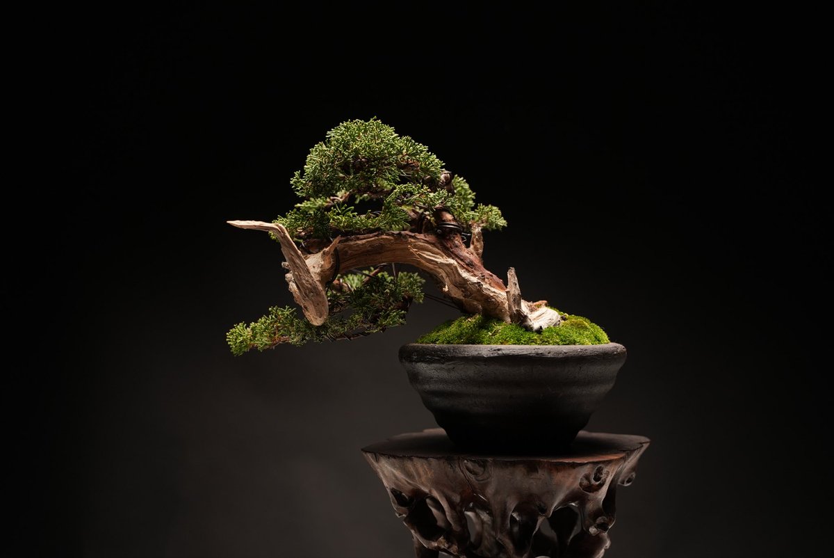 bonsai_toshi's tweet image. 真柏 / Juniper
before after

#bonsai #youtube #ヤフオク #Takamatsu #art