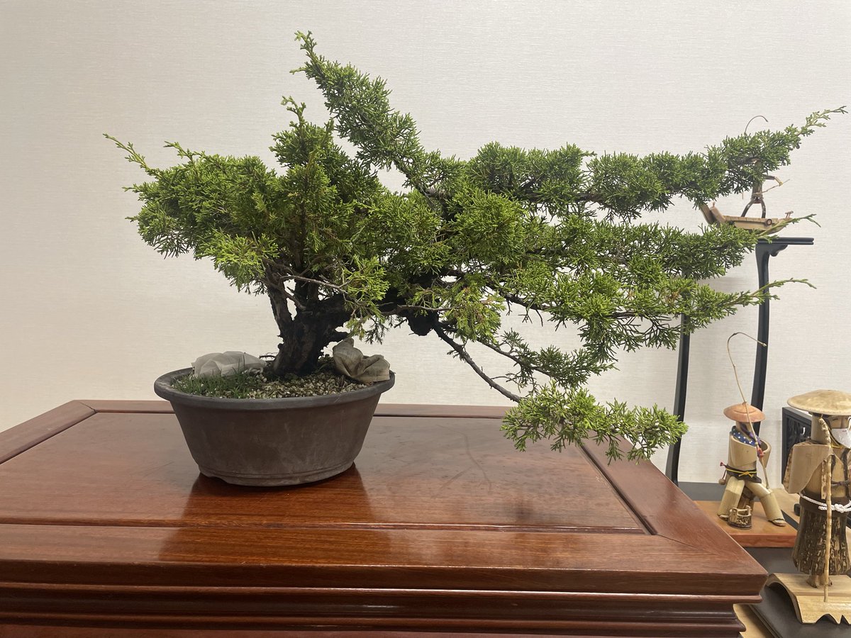 bonsai_toshi's tweet image. 真柏 / Juniper
before after

#bonsai #youtube #ヤフオク #Takamatsu #art