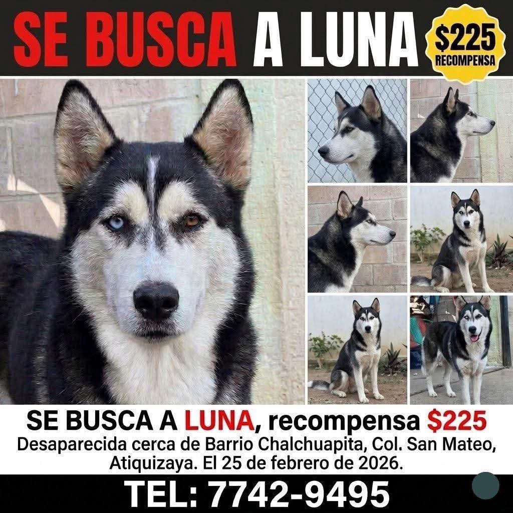 lyssitta's tweet photo. #ServicioSocial
SE BUSCA 🚨🚨

La recompensa es de $225.

Perdida en Atiquizaya, Col. San Mateo, Barrio Chalchuapita.

Si ve que alguien la tiene favor reporten a esta página o al 77429495. https://t.co/Gso7Qc8fJW