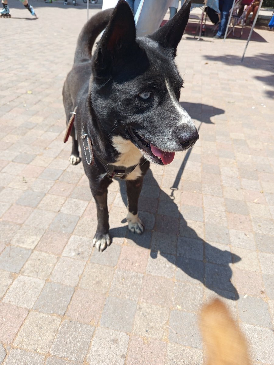 arireyes192's tweet photo. Parque los primeros sábados de cada mes,y en parque de los venados ,los domingos,ojalá puedan venir😞y ayudarnos compartiendo para que más gente venga🙏🫶
#AdoptaNoCompres https://t.co/VbC2yuBGPF