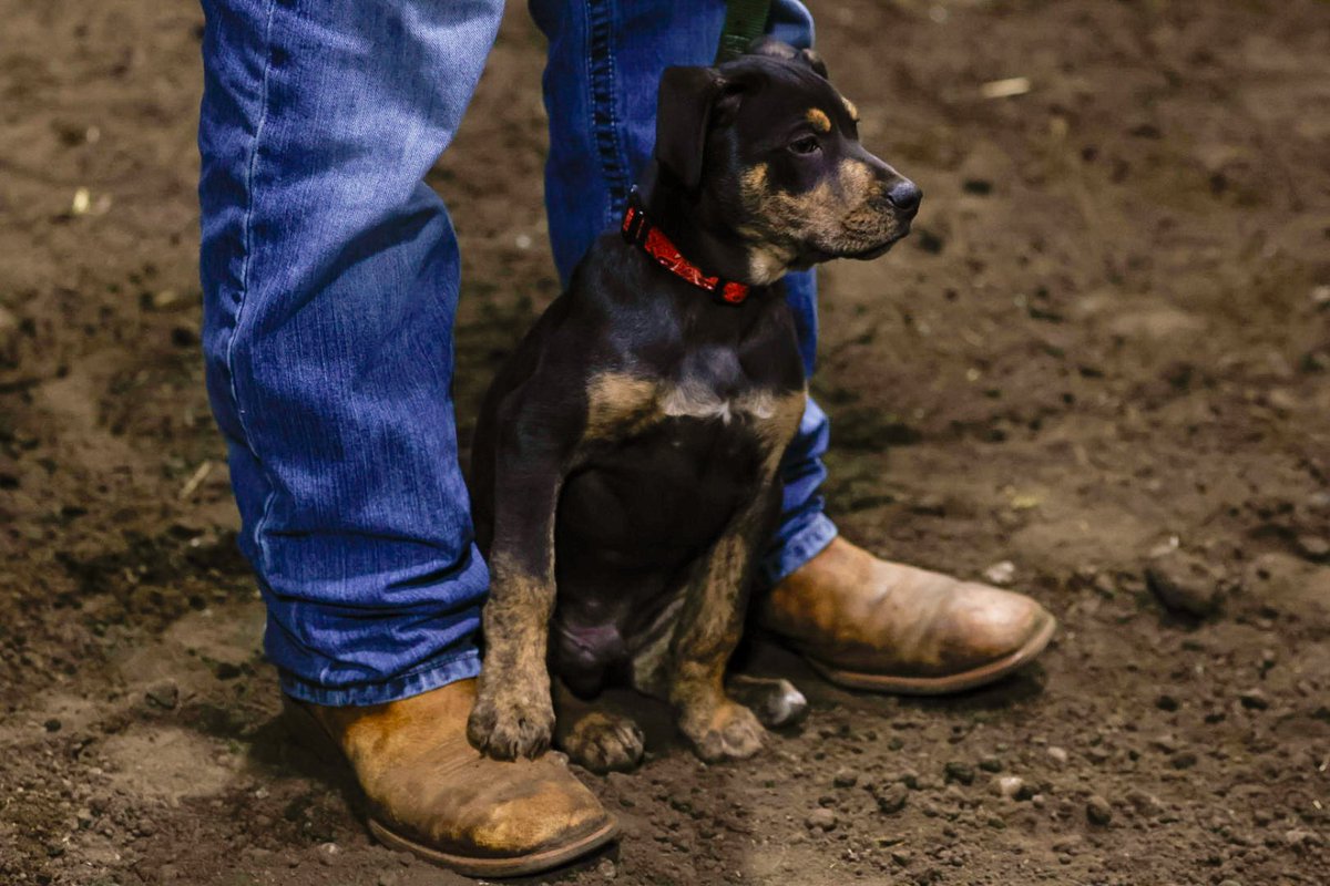 Ashley Zimmerman tweet media