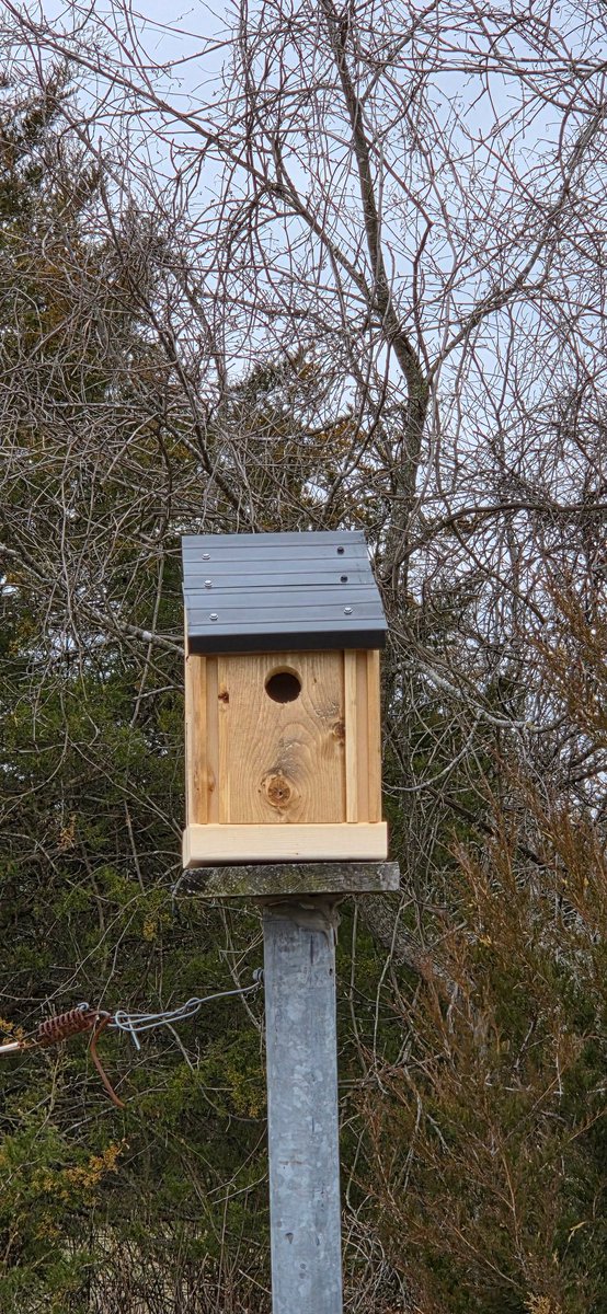 Vacancy for 2 pretty bluebirds