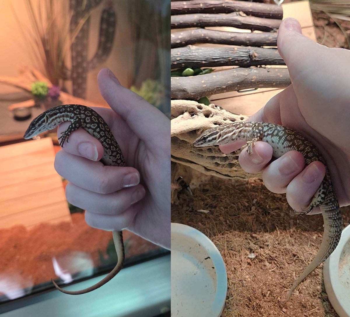 Egocider's tweet photo. He's definitely quite a bit bigger, right? https://t.co/H1zukaxhc2
