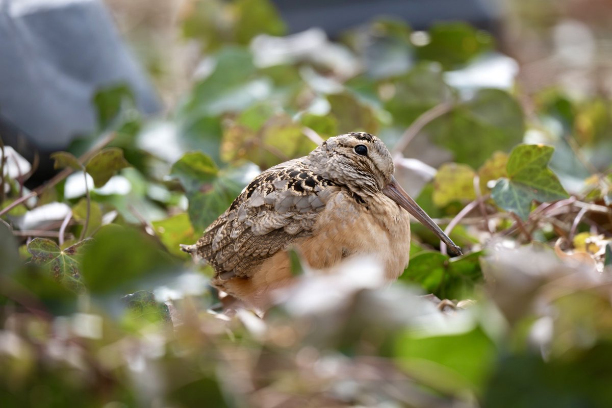 500 Birds tweet media