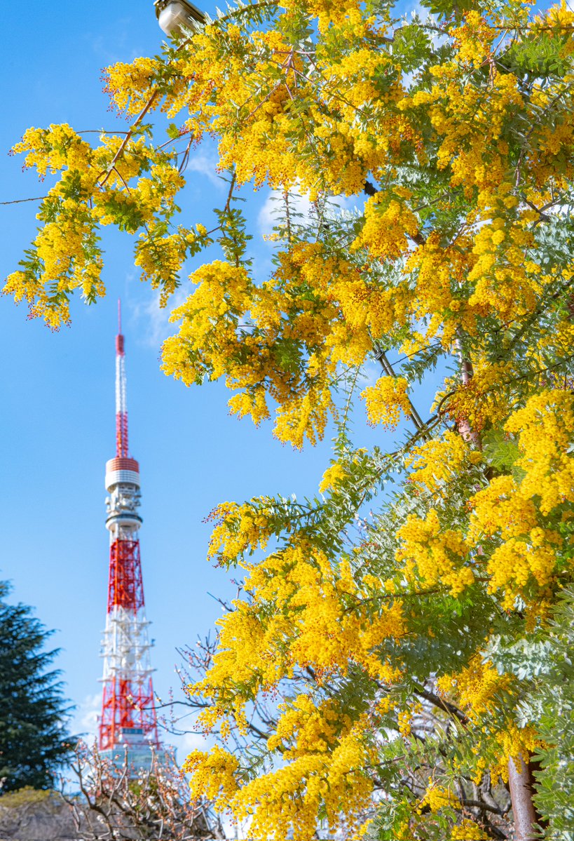今日はミモザの日なので東京タワーとミモザをどうぞ