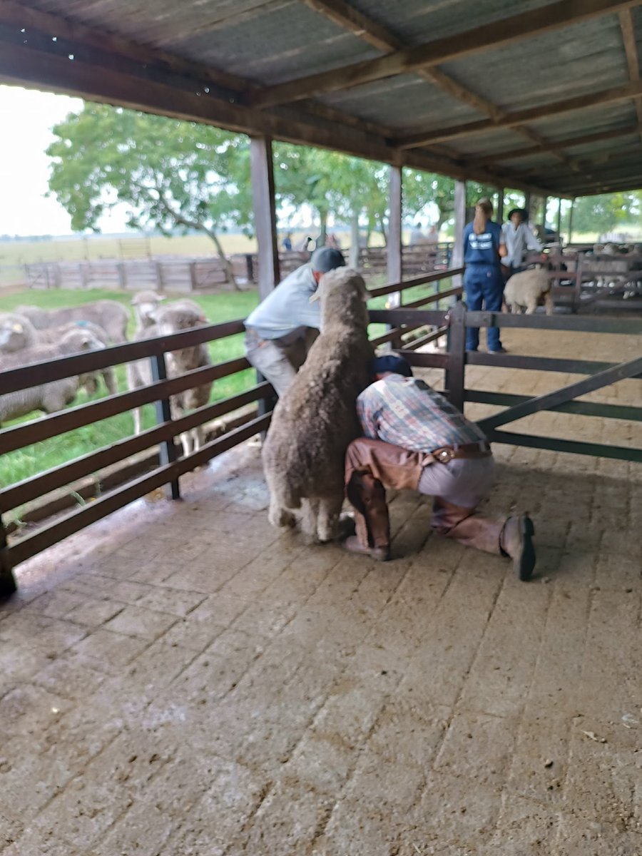 vetGraci's tweet photo. 23° Curso de Inseminación Artificial en Ovinos- @SUL_uy  Fundación Martin Martinicorena @PlanAgro 
Artigas- Paso Farías https://t.co/jTWjXnUMty