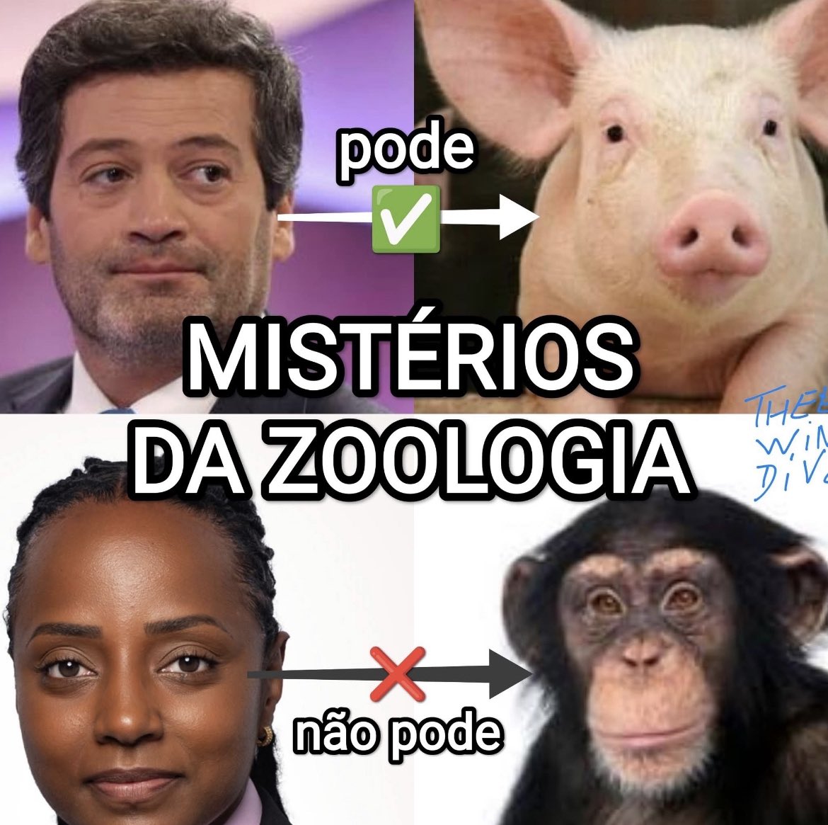 pato donald tweet media