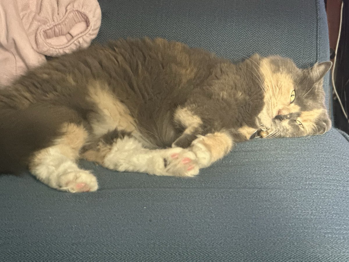 EaasyMac's tweet photo. Is she sleeping or is she taxidermied? https://t.co/QTzrfQQp4j
