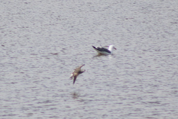 hannaH 🐦‍⬛✖️✖️ tweet media