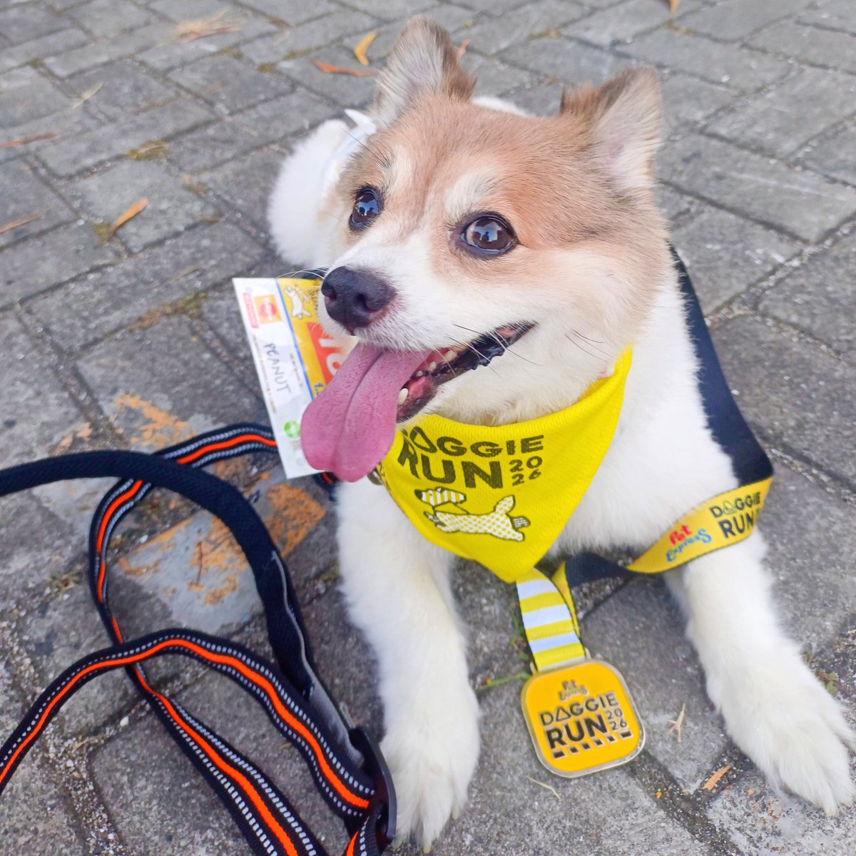 Chimpu | COMMS CLOSED tweet media