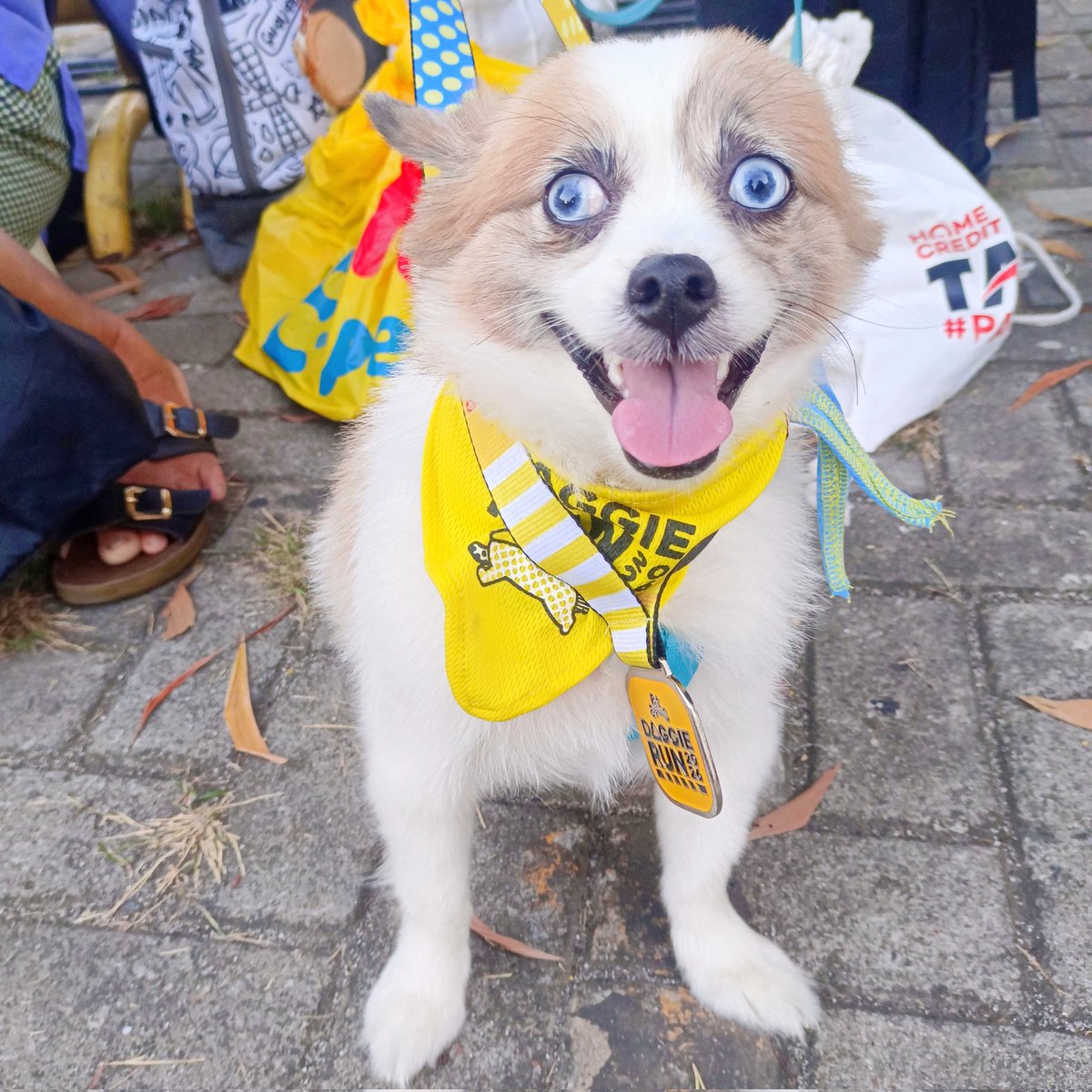 Chimpu | COMMS CLOSED tweet media