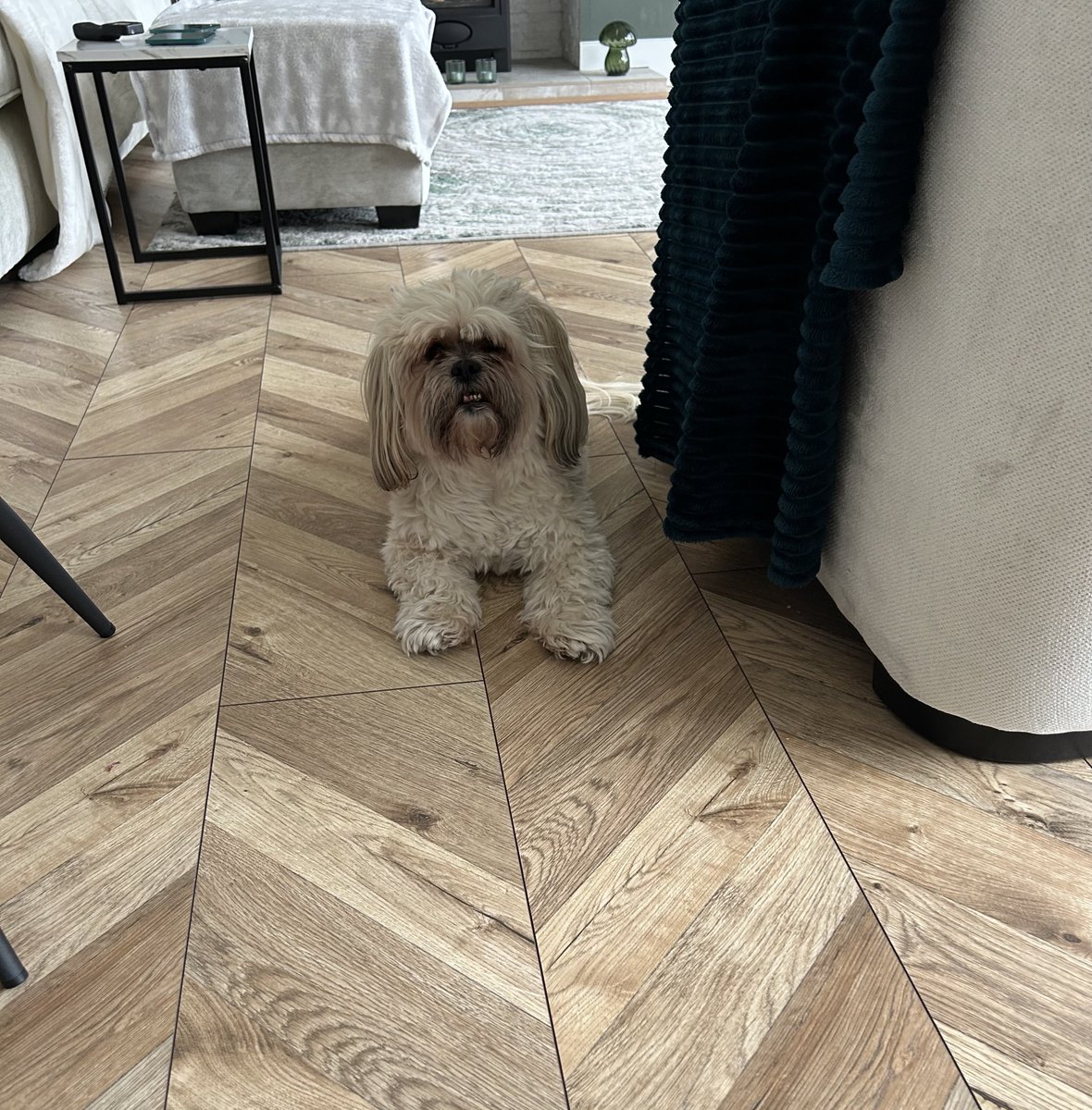 Betty Lion Apso 🇬🇧🏳️‍🌈🇺🇦🏴󠁧󠁢󠁥󠁮󠁧󠁿🇮🇱 tweet media