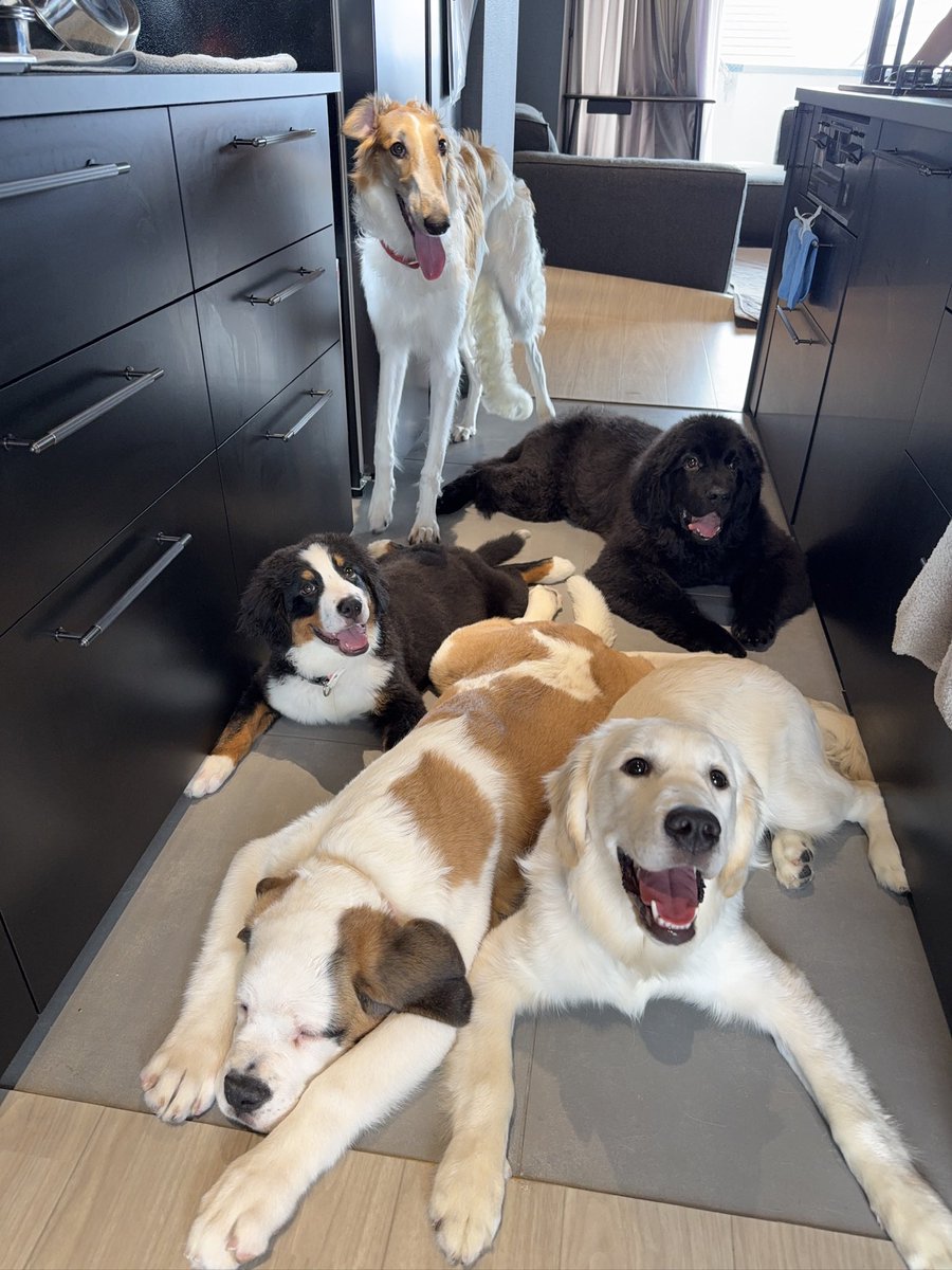 犬席屋 tweet media
