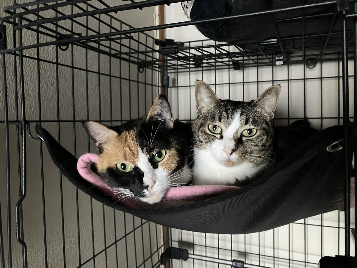 Pet Camera (@petcamera2cat) on Twitter photo 