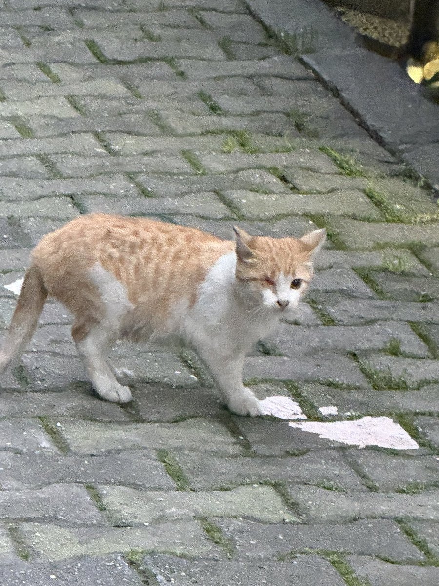 suletrkmnn's tweet photo. bir gözü görmüyor ve daha çok küçük Allah rızası için yuva bulmak istiyorum günlerdir paylaşım yapıyorum bir sağlık sorunu suan yok ama veterinere muayene götürdüğümde üşümüş dedi sokakta sürekli de büyük kedilerden siddet goruyor yavru daha acil yuva gaziosmanpaşa 05516854597 https://t.co/otA9S5gKjj