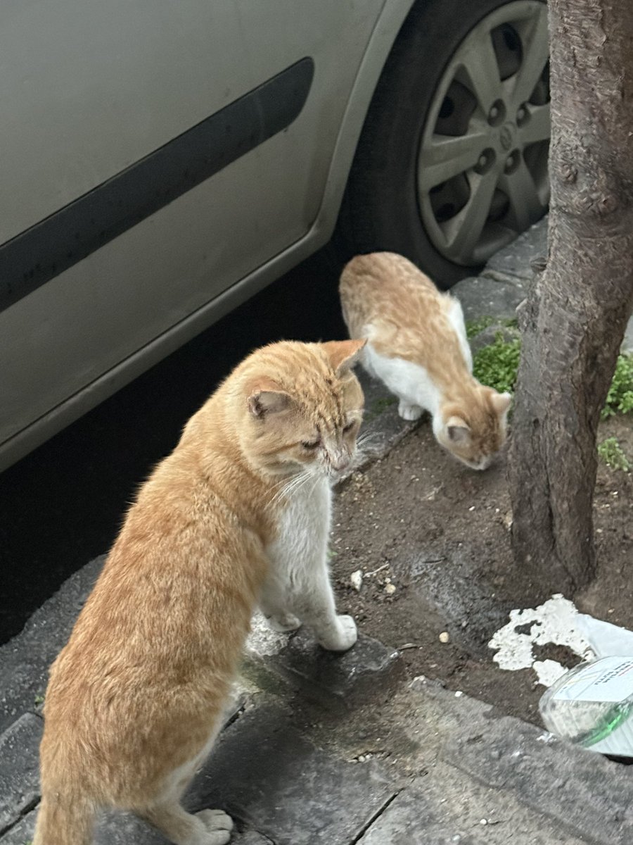 suletrkmnn's tweet photo. bir gözü görmüyor ve daha çok küçük Allah rızası için yuva bulmak istiyorum günlerdir paylaşım yapıyorum bir sağlık sorunu suan yok ama veterinere muayene götürdüğümde üşümüş dedi sokakta sürekli de büyük kedilerden siddet goruyor yavru daha acil yuva gaziosmanpaşa 05516854597 https://t.co/otA9S5gKjj