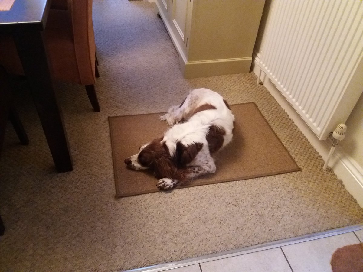 markmay2hew's tweet photo. Spaniels. Smart dogs. Made to measure. Absolute king of dogs. https://t.co/jY13aPoov0
