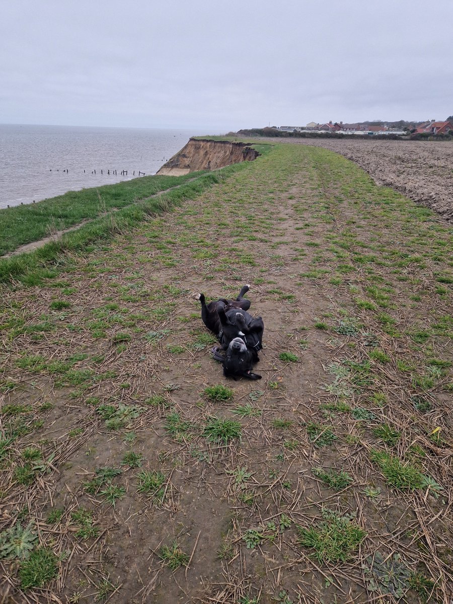 Claire Isabelle daniel tweet media