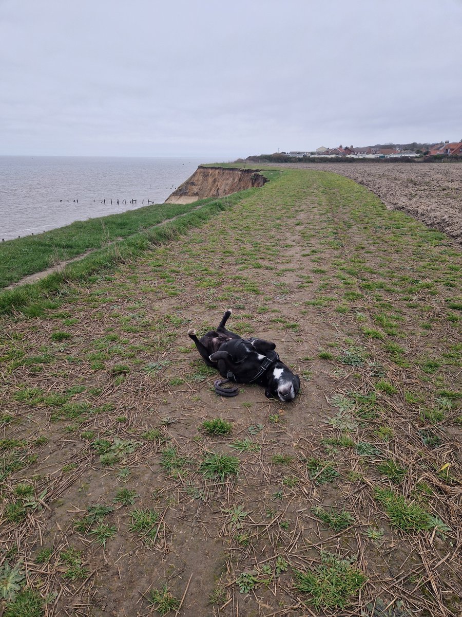 Claire Isabelle daniel tweet media