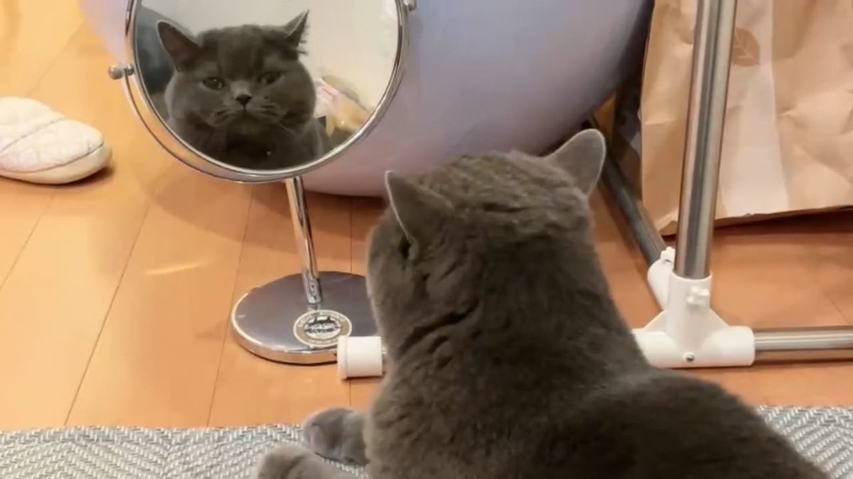 クリッパーびんびん年中無休 tweet media