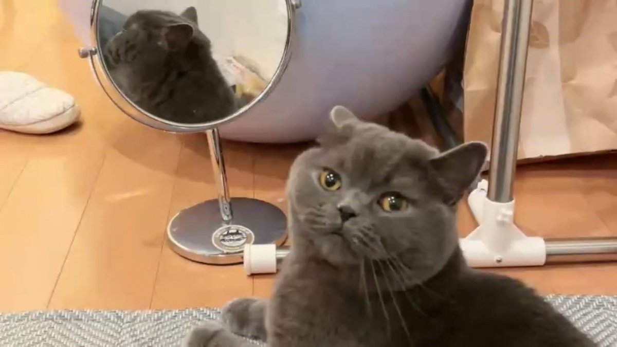 クリッパーびんびん年中無休 tweet media