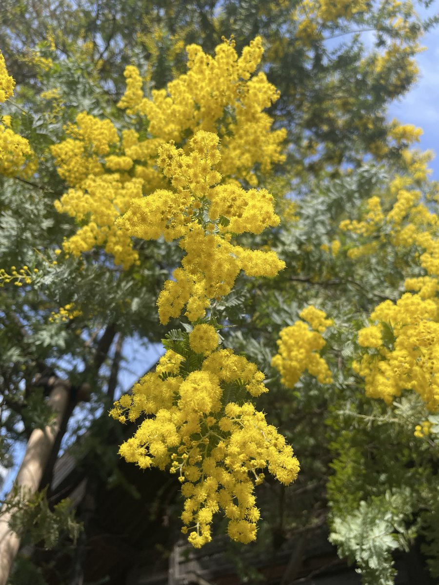 Sachiko_3535's tweet photo. Happy International Women's Day💛
国際女性デーは、別名ミモザの日。

今年のテーマは、「権利、正義。行動。すべての女性と少女のために」

世界中の女性や女の子が持つ権利が守られ、#ミモザ　の花言葉のように皆が「感謝」、「思いやり」の気持ちを持てますように
#happyinternationalwomensday https://t.co/CFtCB7a3vX