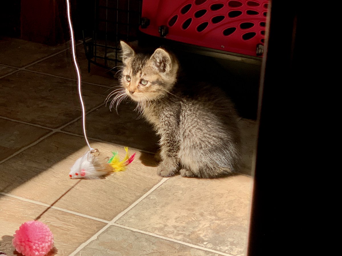 Bruce Campbell tweet media