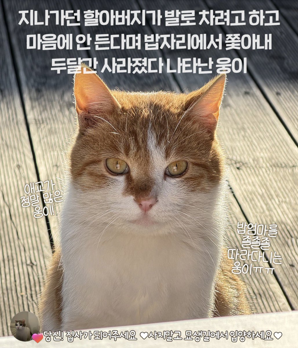 지나가던 행인의 발길질 위협에 밥자리에서
쫓겨나 두 달간 안보이다가
몸이 많이 말라서 나타났다고 합니다.
묘상은 사이언스죠? 애교 많은 성격이라
한창 사회화 시기고, 평생 집을 찾으면 좋겠어요.

자세한 내용은 링크남겨요!

#고양이입양

instagram.com/p/DVc8UvFD17z/…