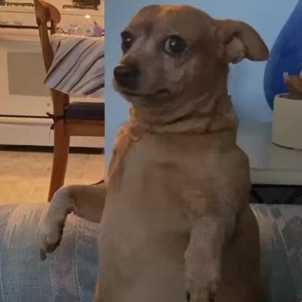 𑣲𝑑𝑖 tweet media