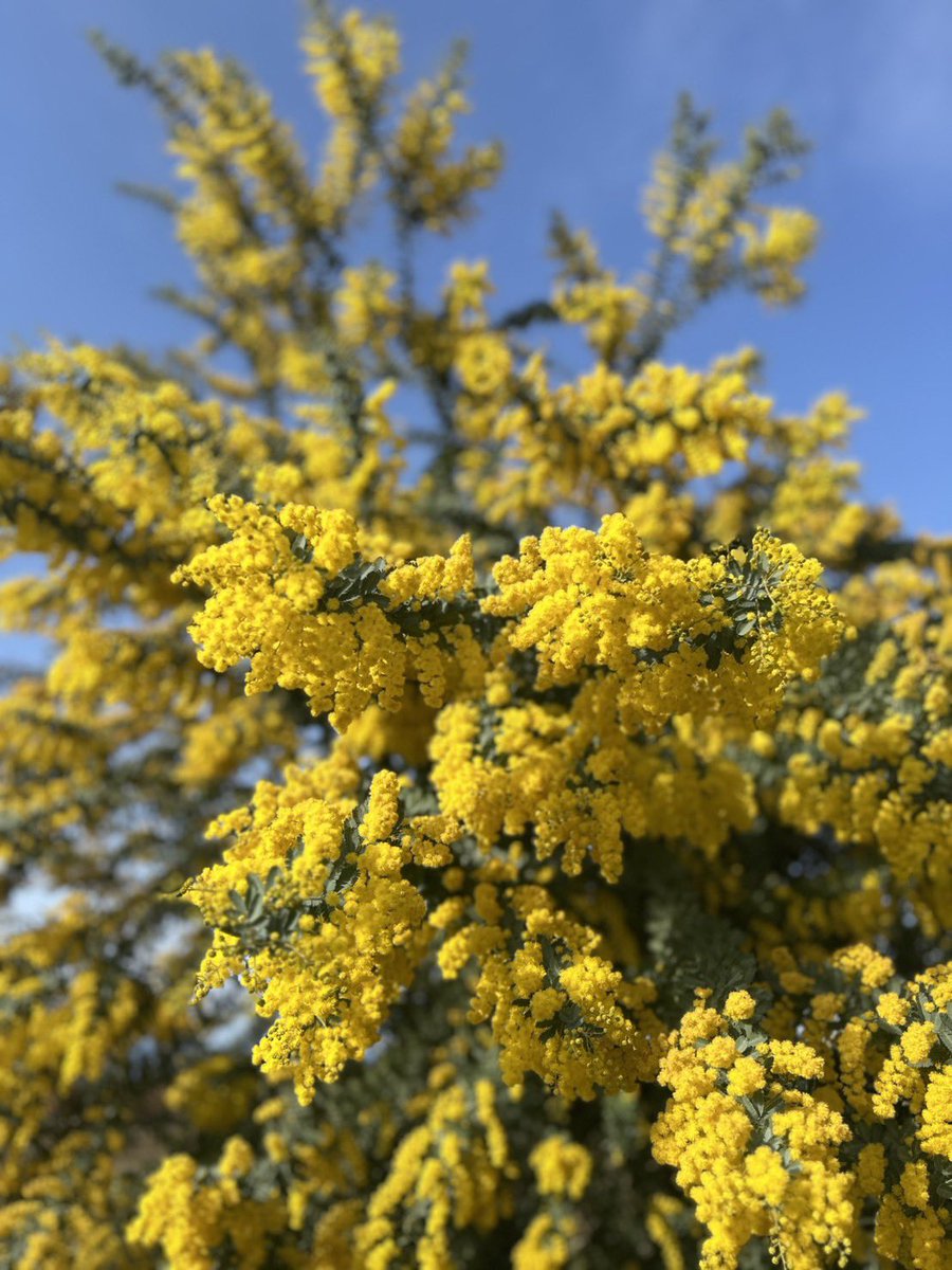 🐰琥珀☘️ ⟡.·𓈒 ˖ ࣪ 𝜗𝜚 tweet media