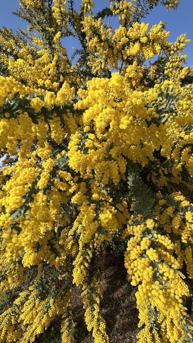 🐰琥珀☘️ ⟡.·𓈒 ˖ ࣪ 𝜗𝜚 tweet media