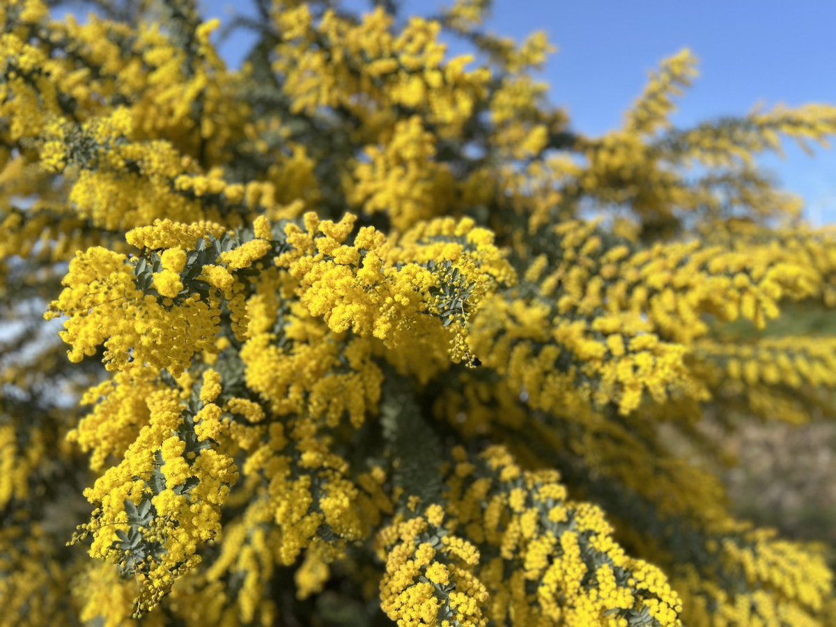 🐰琥珀☘️ ⟡.·𓈒 ˖ ࣪ 𝜗𝜚 tweet media